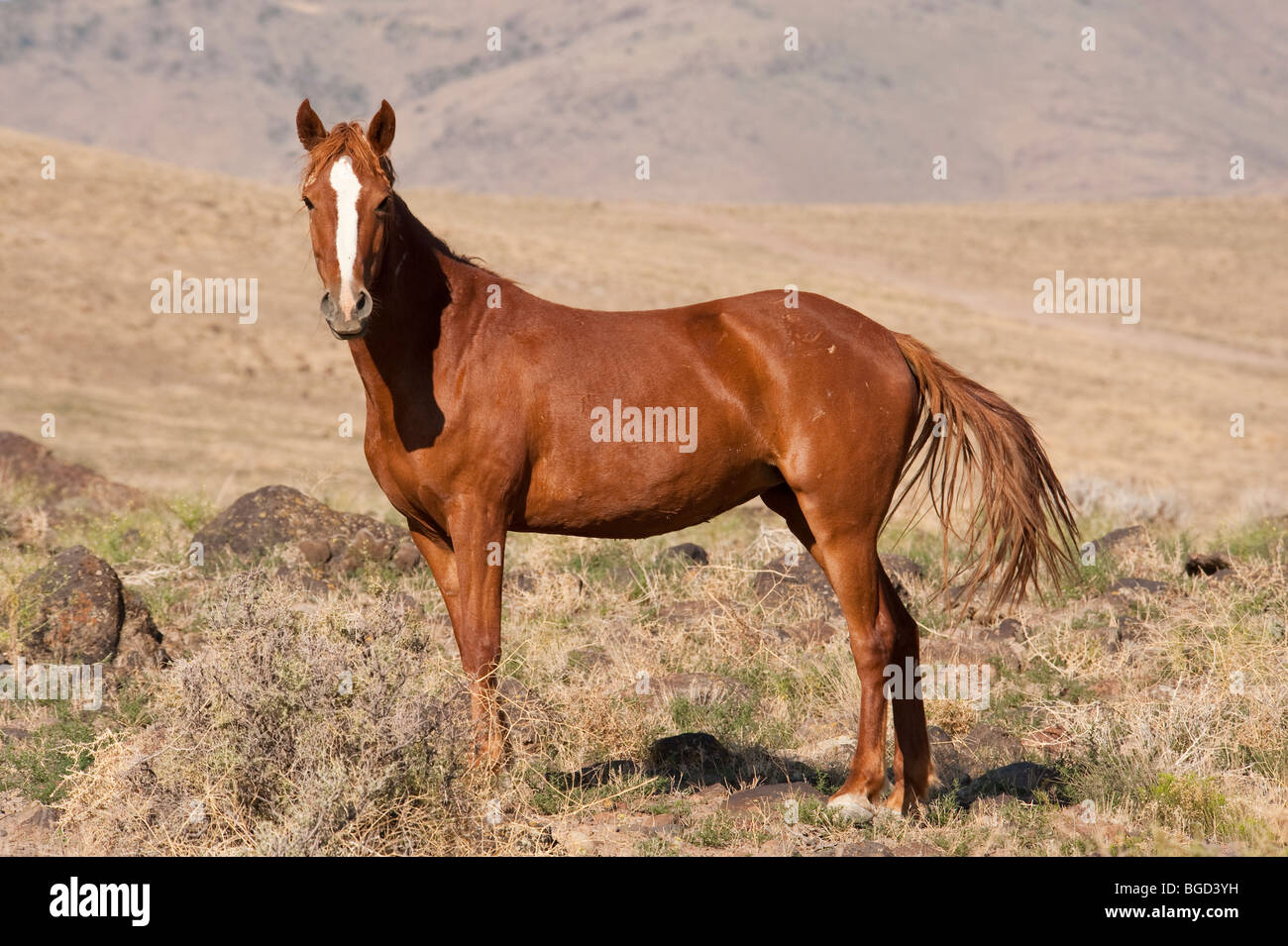 Wilde Pferd Equus Ferus Caballus Nevada Stockfoto