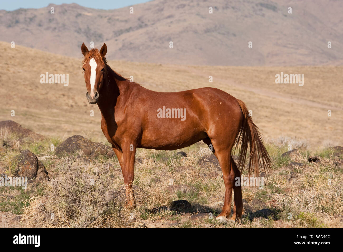 Wilde Pferd Equus Ferus Caballus Nevada Stockfoto