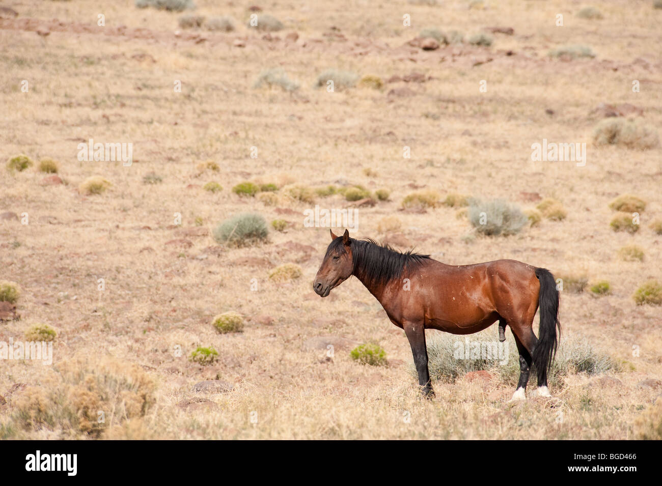 Wilde Pferd Equus Ferus Caballus Nevada Stockfoto