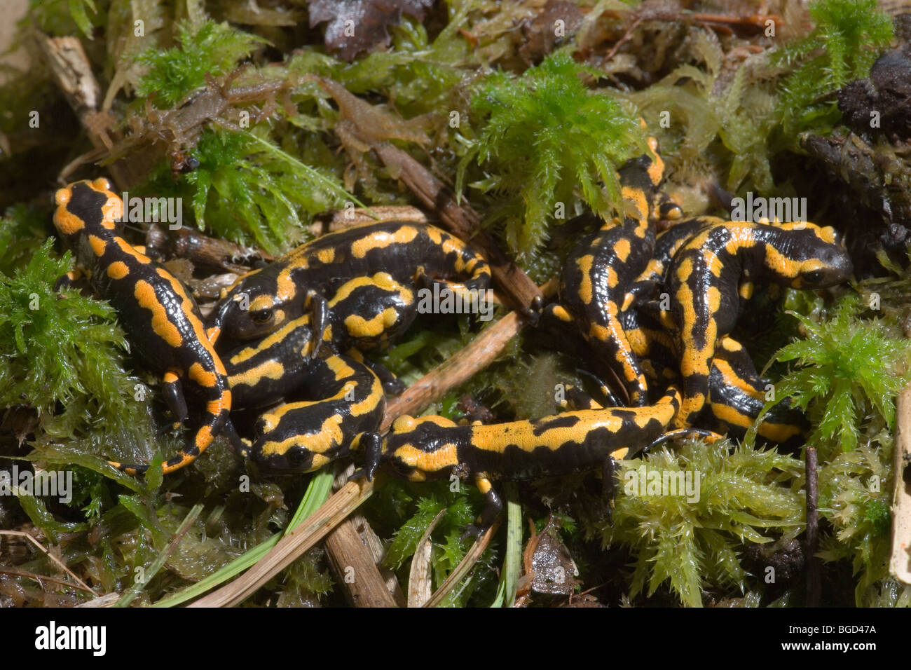 Europäische Feuersalamander (Salamandra Salamandra). Junge Salamander, nur verwandelt, landen jetzt auf ein terrestrisches Leben. Stockfoto