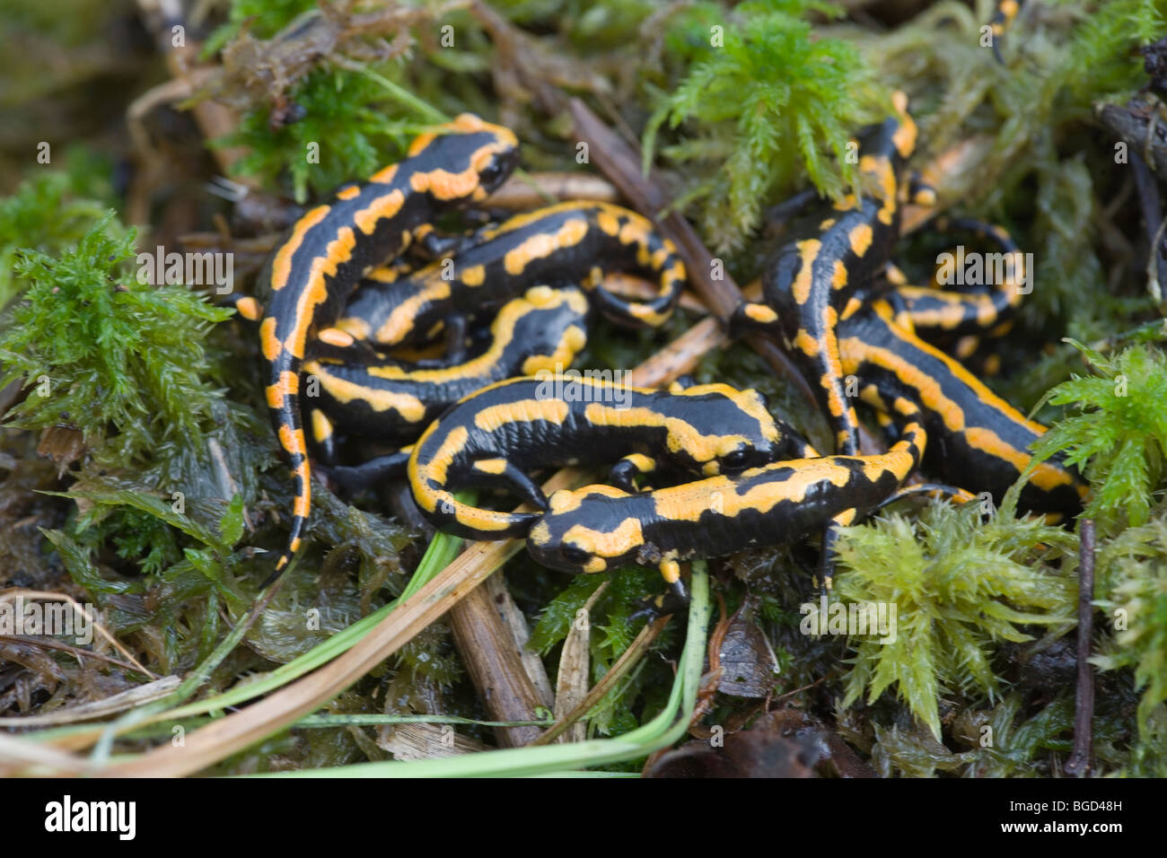 Feuersalamander (Salamandra Salamandra). Vor kurzem metamorphem jung. Stockfoto