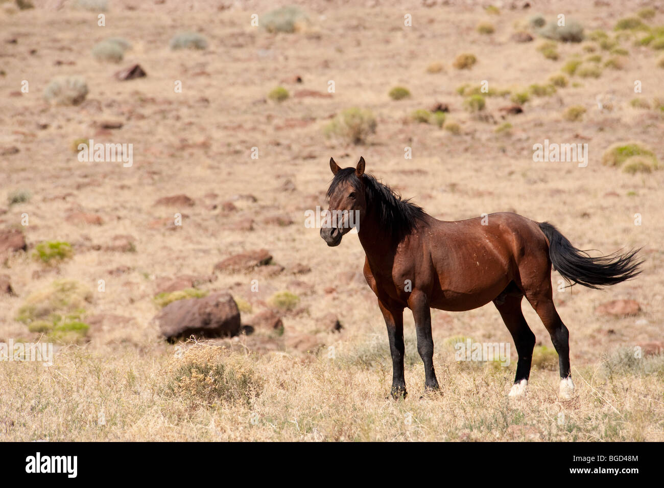 Wilde Pferd Equus Ferus Caballus Nevada Stockfoto