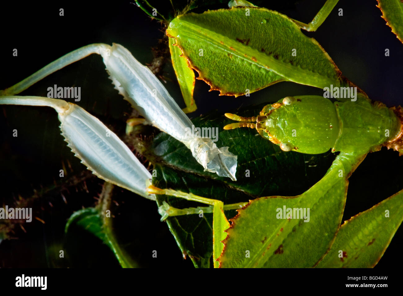 Phyllium Sp. Philippinen Blatt Insekt Spazierstock Tieres grünes Blatt hinterlässt nach der Häutung enthäuten weiße Schale Shuck Rohr Muffe Stockfoto