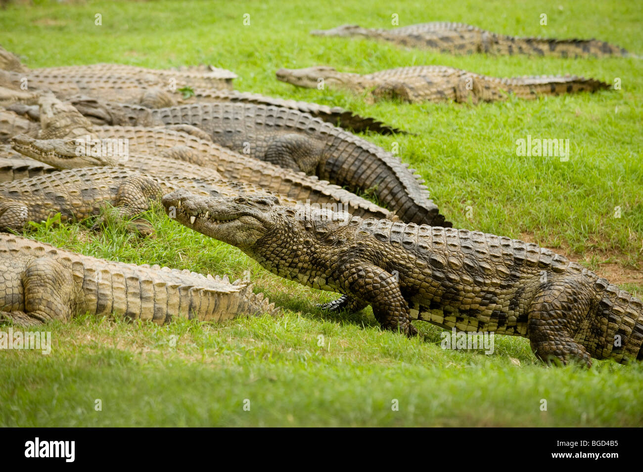 Captive Krokodil füttern. Crocworld, KwaZulu-Natal, Südafrika Stockfoto