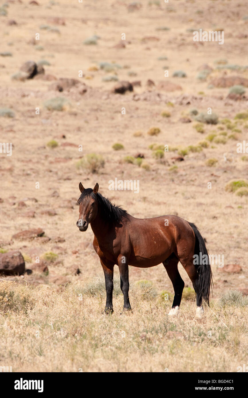 Wilde Pferd Equus Ferus Caballus Nevada Stockfoto