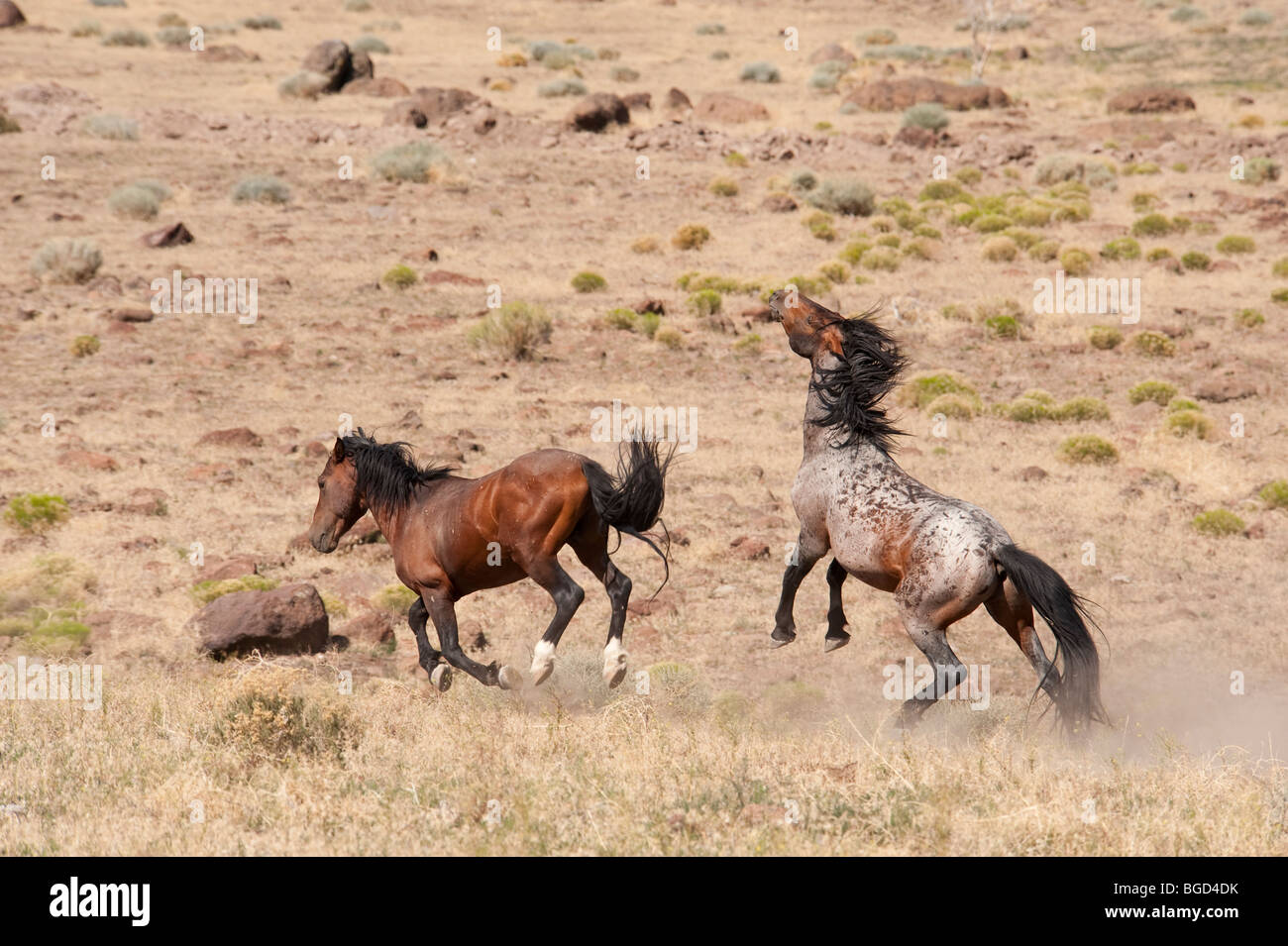 Wilde Pferde kämpfen Equus Ferus Caballus Nevada Stockfoto