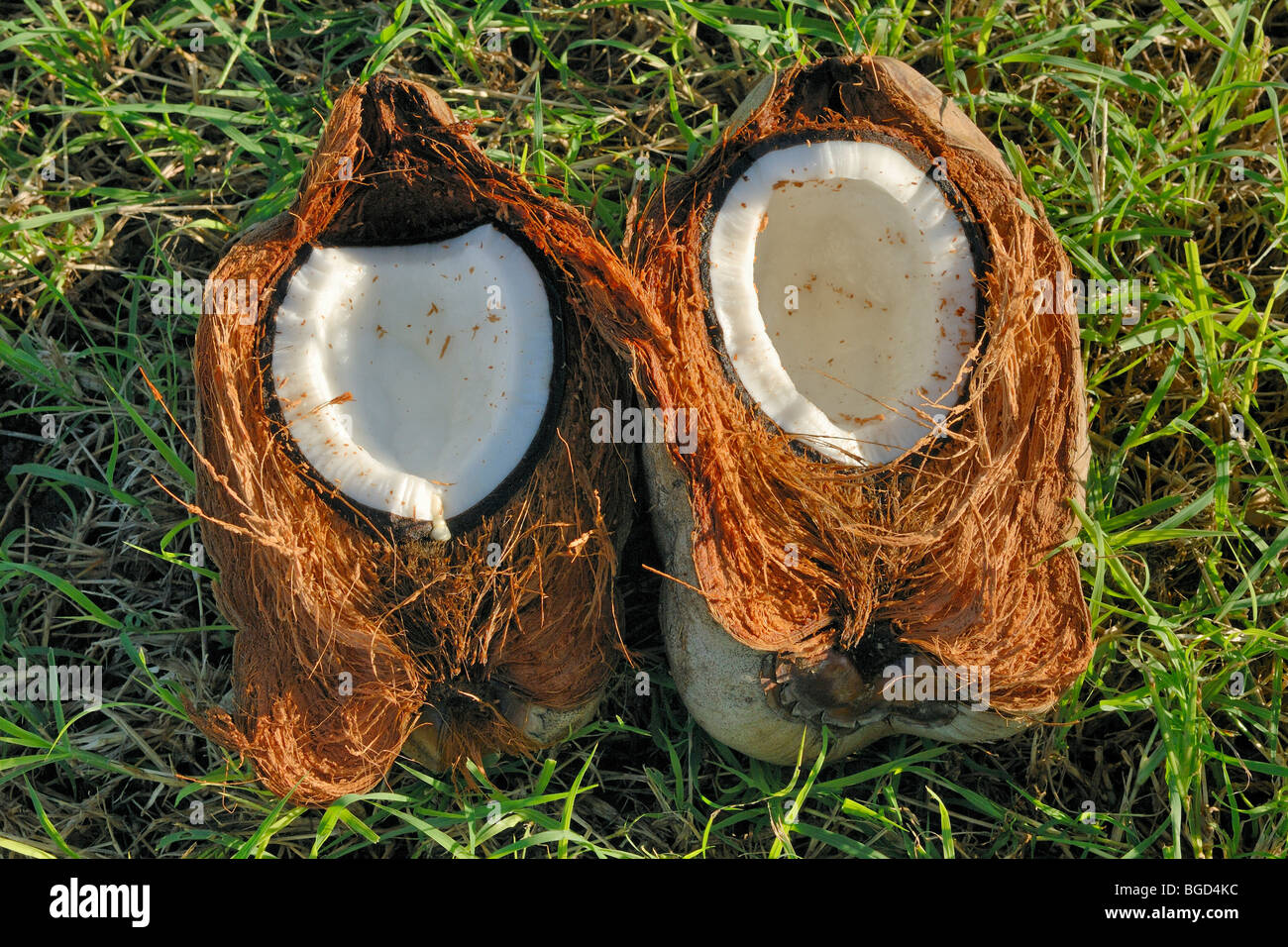 Frisch geöffnete Kokosnuss Stockfoto