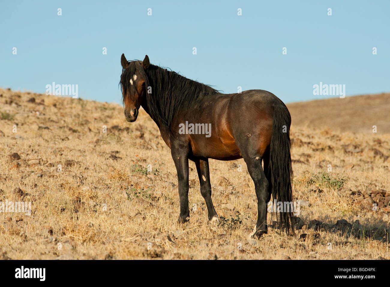 Wilde Pferd Equus Ferus Caballus Nevada Stockfoto