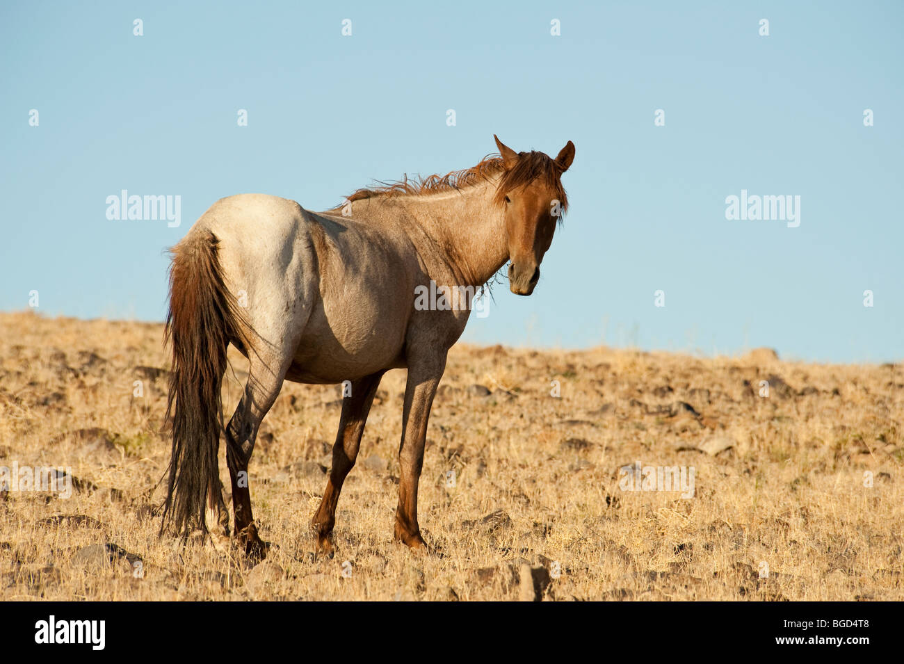 Wilde Pferd Equus Ferus Caballus Nevada Stockfoto