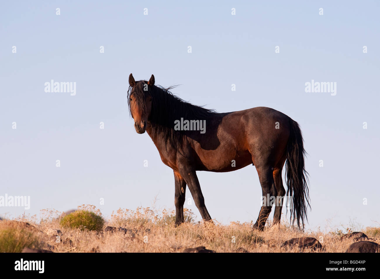 Wilde Pferd Equus Ferus Caballus Nevada Stockfoto