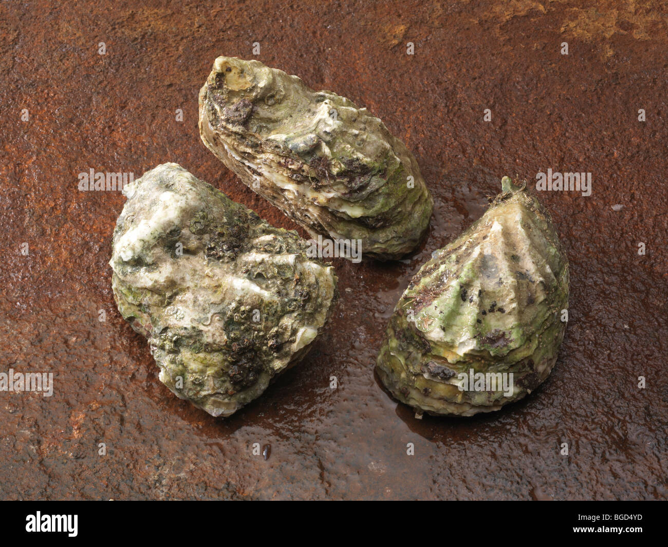 Auster schalentiere Stockfotos und bilder Kaufen Alamy