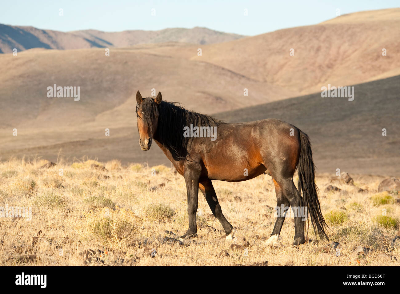 Wilde Pferd Equus Ferus Caballus Nevada Stockfoto