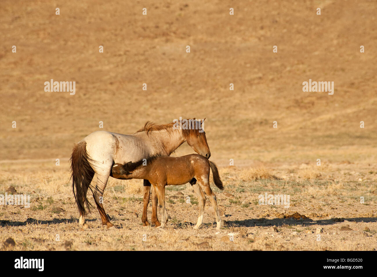 Wild Horse Stute mit Fohlen Equus Ferus Caballus Nevada Krankenpflege Stockfoto