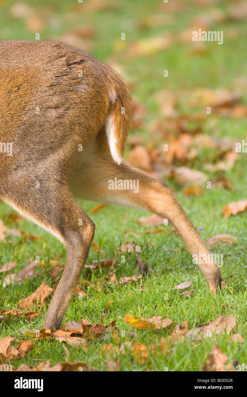 Hirsch schwanz -Fotos und -Bildmaterial in hoher Auflösung – Alamy
