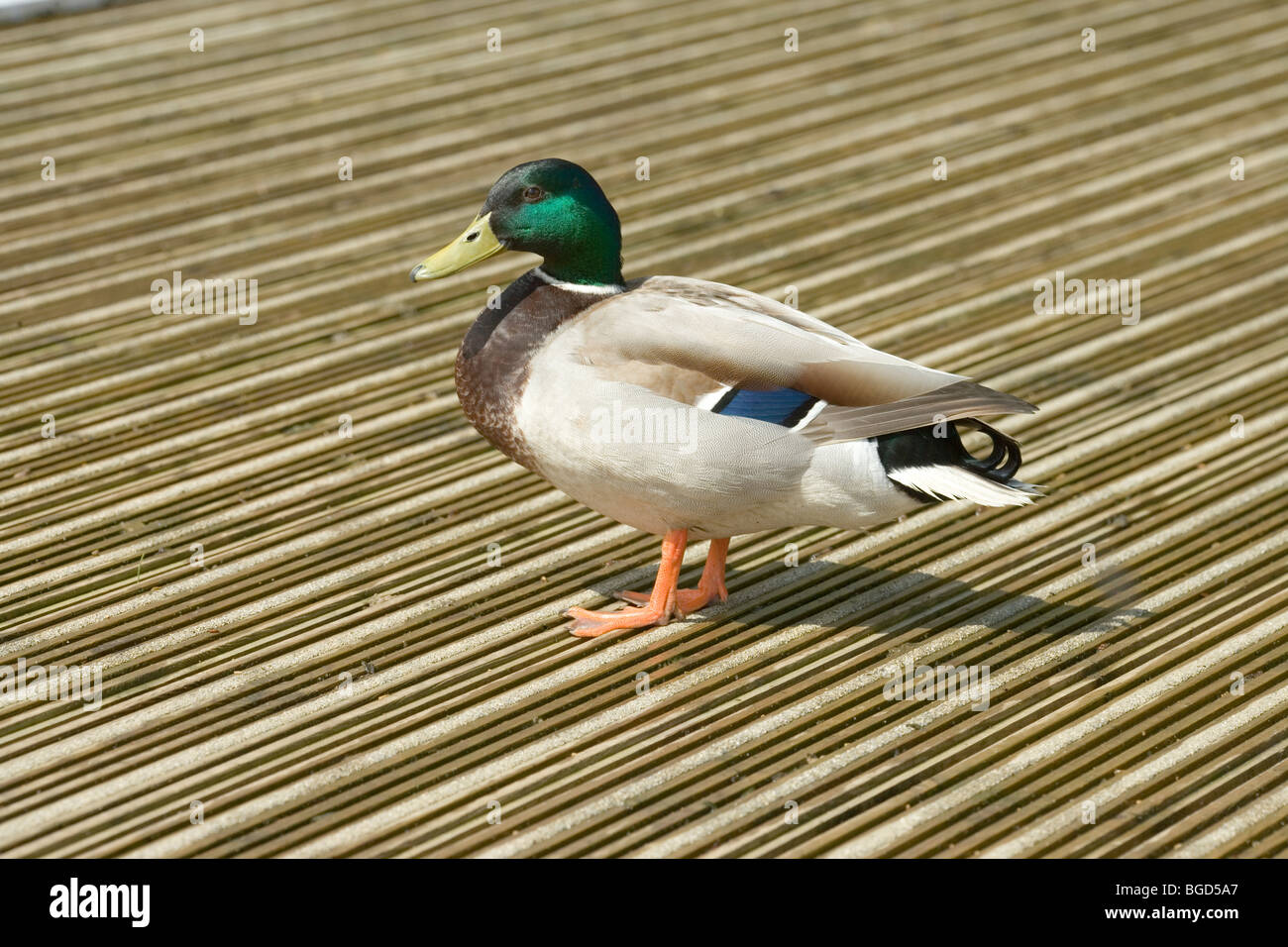 Stockente (Anas Platyrhynchos). Männlich oder Drake in Zucht Gefieder, stehend auf Holzstegen oder Belag. Stockfoto