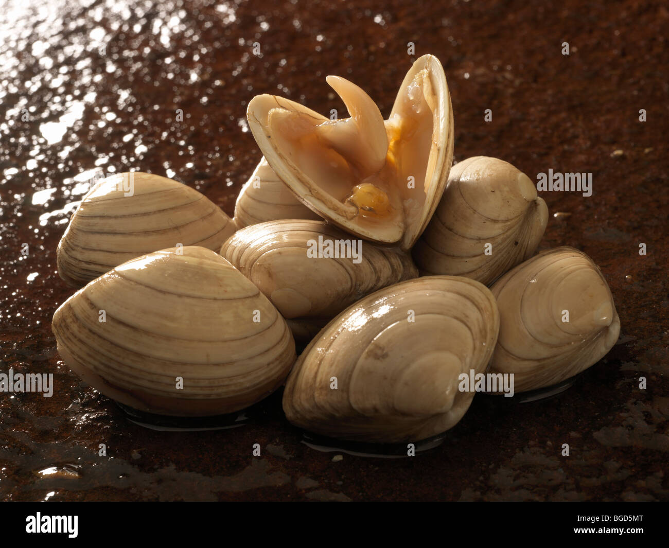 Surf-Muscheln (Spisula Solida) Stockfoto