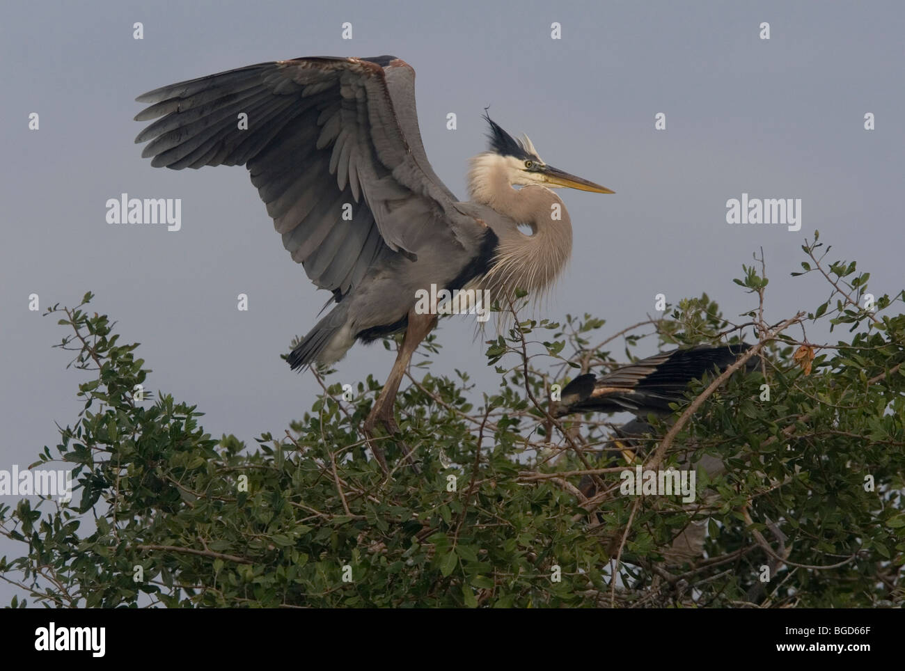 Great Blue Heron rund um abzunehmen Stockfoto