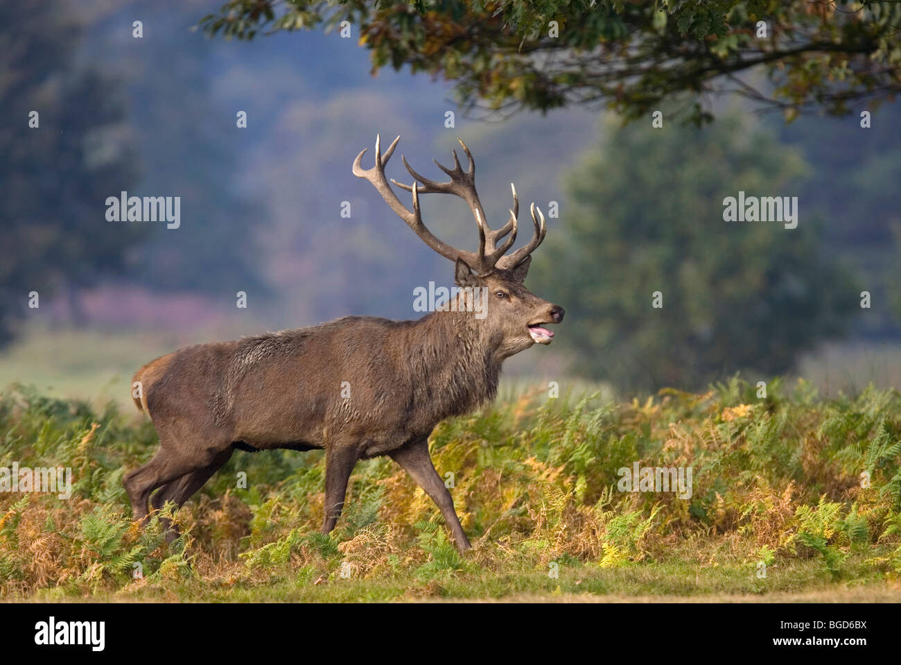 Rotwild-Hirsch während der Brunft Stockfoto