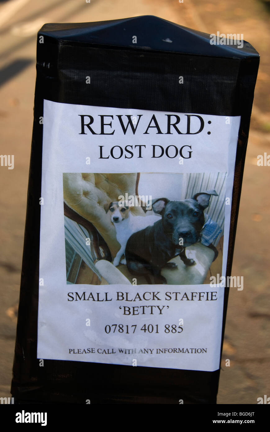 Broadway Market, Hackney. Verlorenen Hund Plakat eine Belohnung für verlorene Staffordshire Terrier. Stockfoto