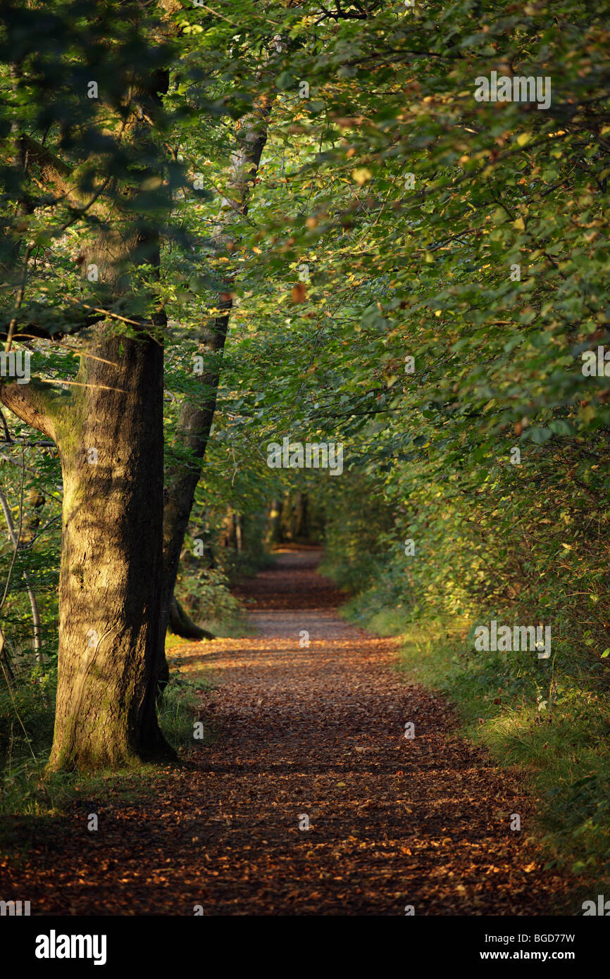 Ein Weg durch die Bäume im Herbst, Lochwinnoch, Renfrewshire Scotland UK Stockfoto
