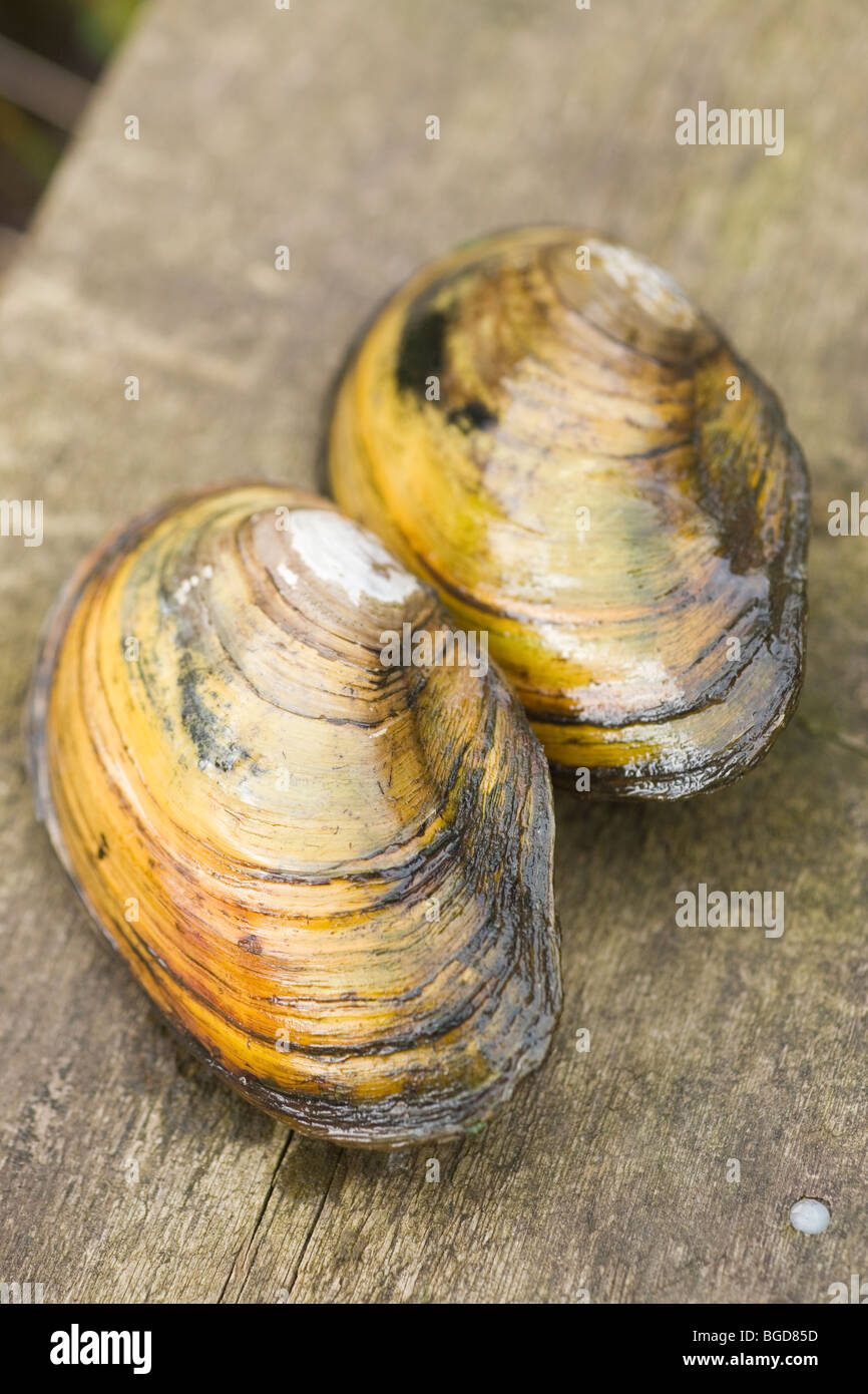 Swan Muscheln (Anodonta Signia). Zwei vorübergehend aus dem Wasser gerissen. Gefangen in einem Teich Netz eintauchen. Stockfoto