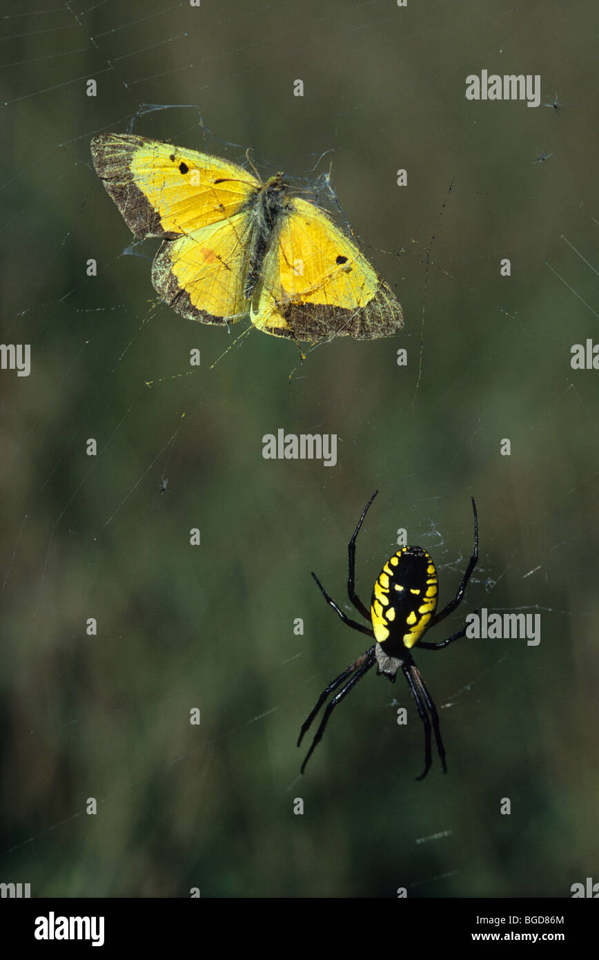 Garden Spider Argiope aurantia mit erfassten Schwefel Schmetterling im östlichen Nordamerika, durch Überspringen Moody/Dembinsky Foto Assoc Stockfoto