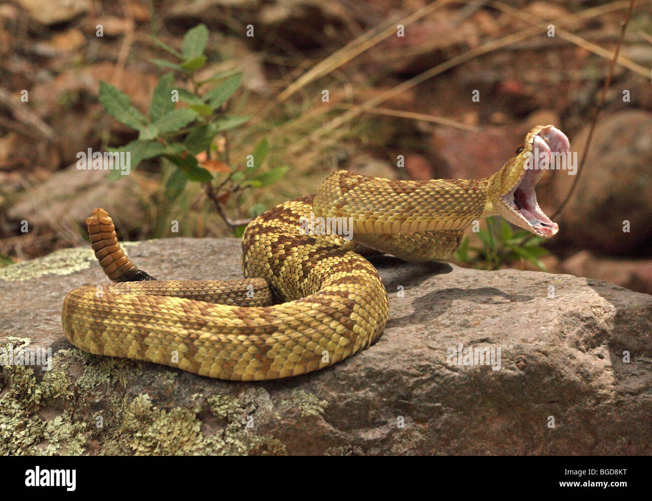 Schwarz-angebundene Klapperschlange (Crotalus Molossus) - Chiricahua Bergen - Arizona - auffällig Stockfoto