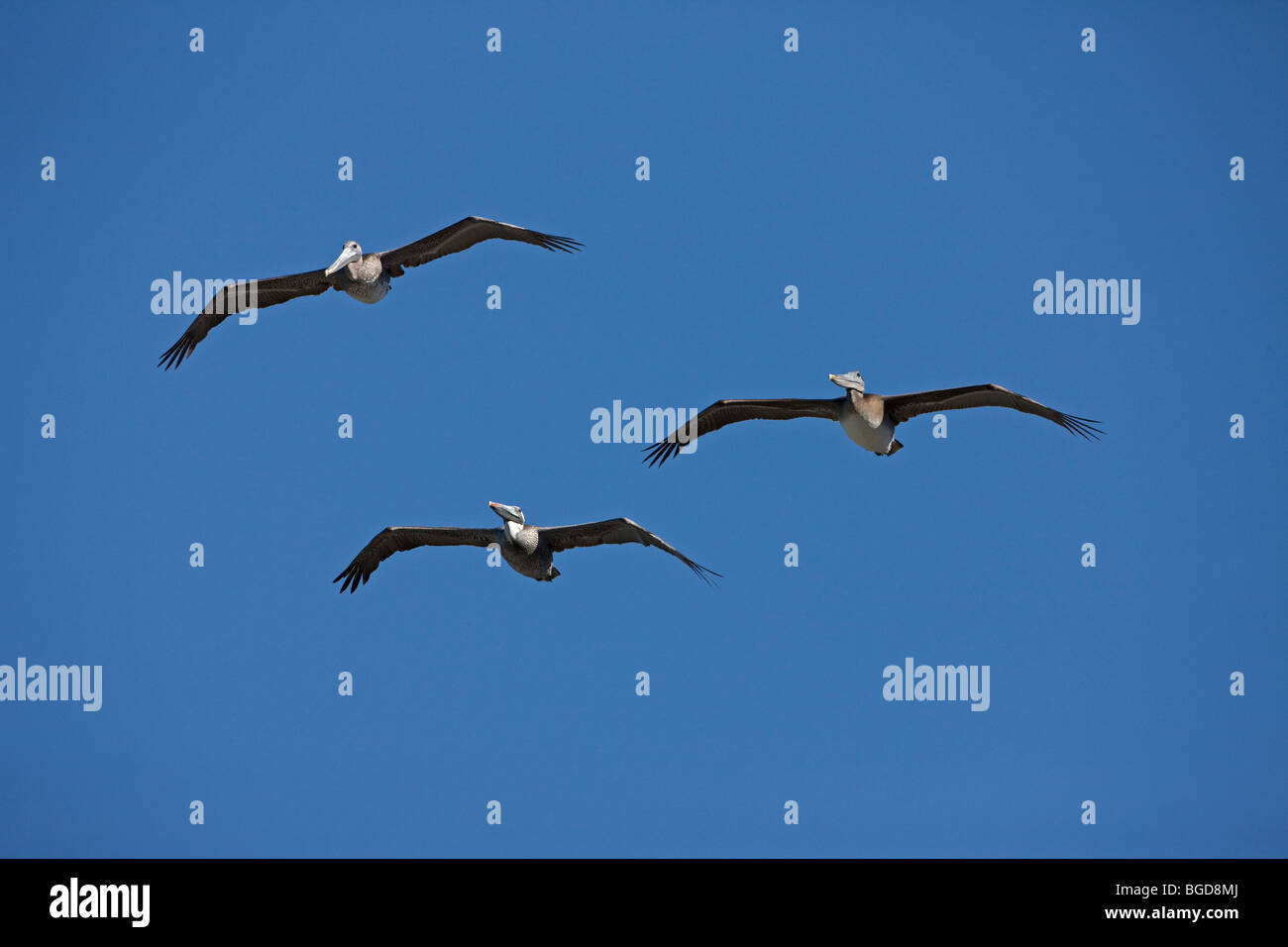 Braune Pelikane (Pelecanus Occidentalis) - Soaring - Southern California - USA Stockfoto