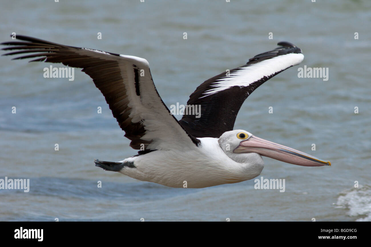 Australischer Pelikan im Flug Stockfoto