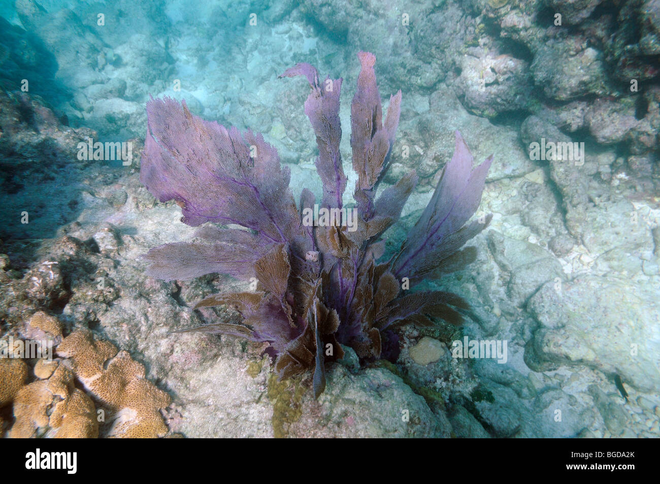 Unterwasserbilder von einem Korallenriff, USA Florida Keys Stockfoto