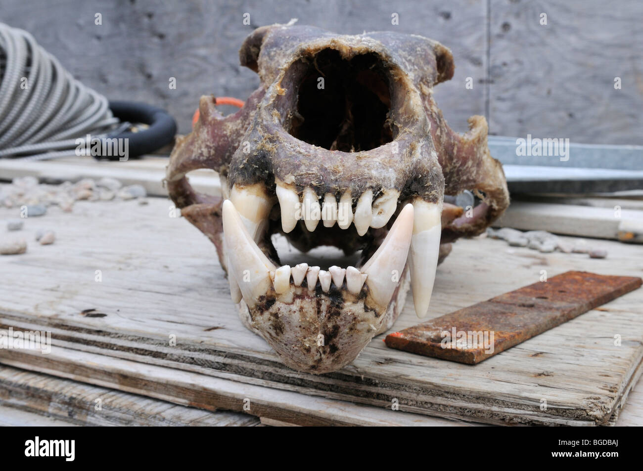 Frisch gehäutete Schädel eines Eisbären (Ursus Maritimus) mit riesigen Zähnen, Clyde River, Baffininsel, Nunavut, Kanada, Arktis Stockfoto