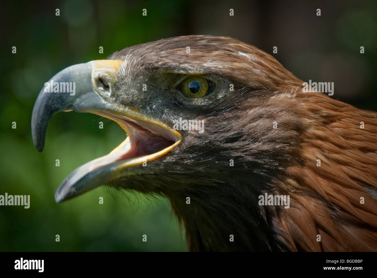 Close - Up von einem goldenen Adler, Kirgisistan Stockfoto