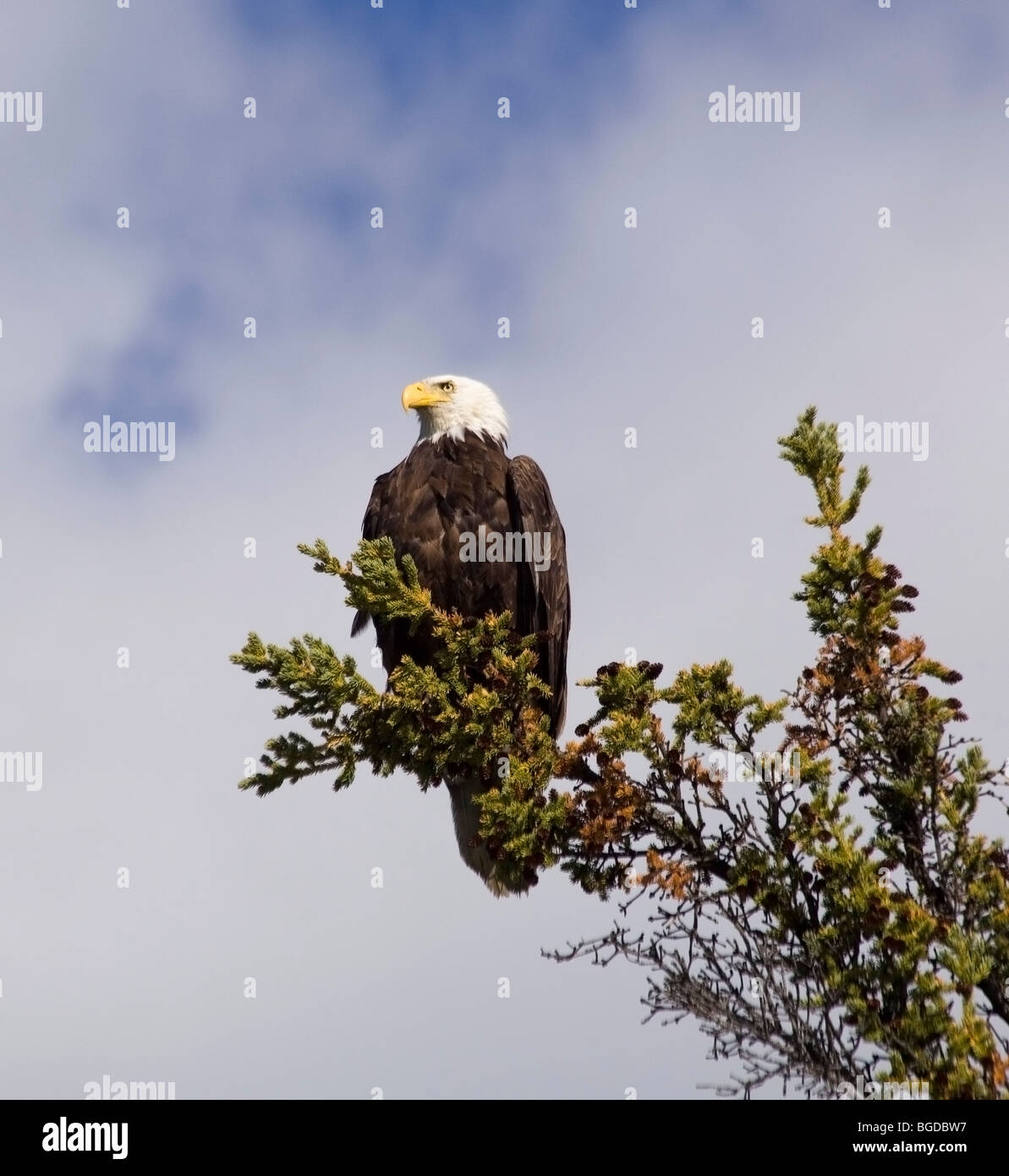 Erwachsenen Weißkopf-Seeadler (Haliaeetus Leucocephalus) thront auf einer Fichte, auf der Suche nach toten Lachs, Takhini River, Yukon-Territorium, Stockfoto