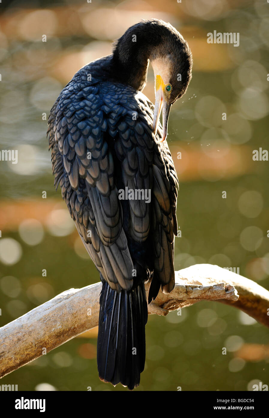 Kormoran (Phalacrocorax Carbo), putzen Stockfoto