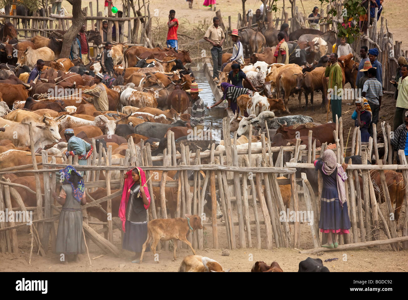 Kühe am Wasserloch, Halaba, Äthiopien Stockfoto