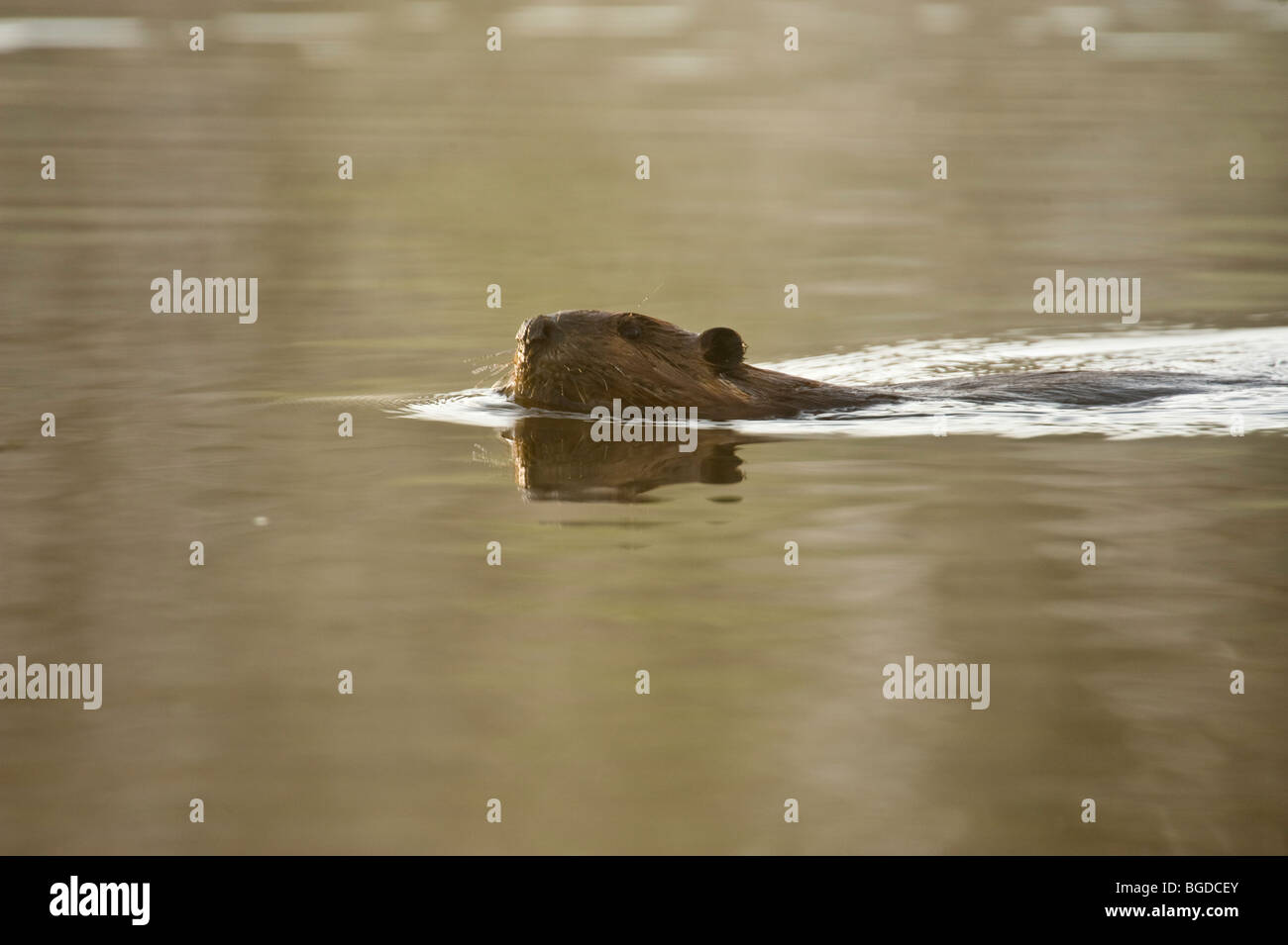 Biber (Castor canadensis) Schwimmen im Teich in der Morgendämmerung, Greater Sudbury, Ontario, Kanada Stockfoto