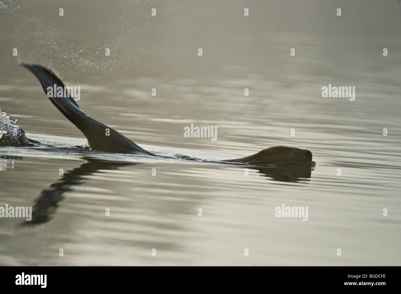 Biber (Castor canadensis) Slapping Schwanz im Wasser in Alarm, Greater Sudbury, Ontario, Kanada Stockfoto