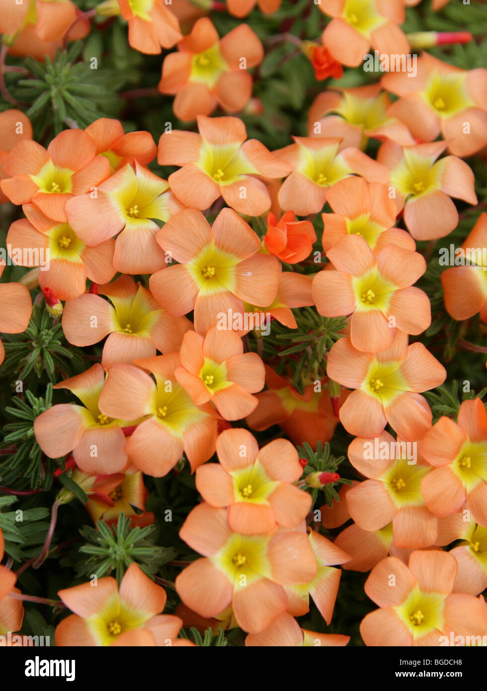 Massoniana Oxalis, Oxalidaceae, Südafrika Stockfoto