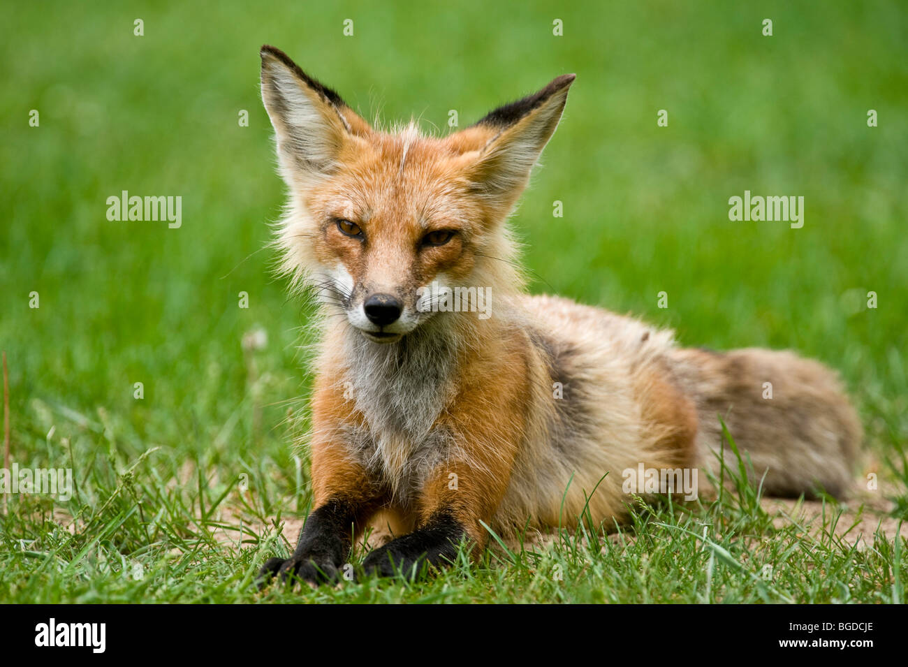 Red Fox (Vulpes vulpes) Erwachsenen zeigen wenig Angst ruht auf Ontario cottage Rasen, Wanup, Ontario, Kanada Stockfoto