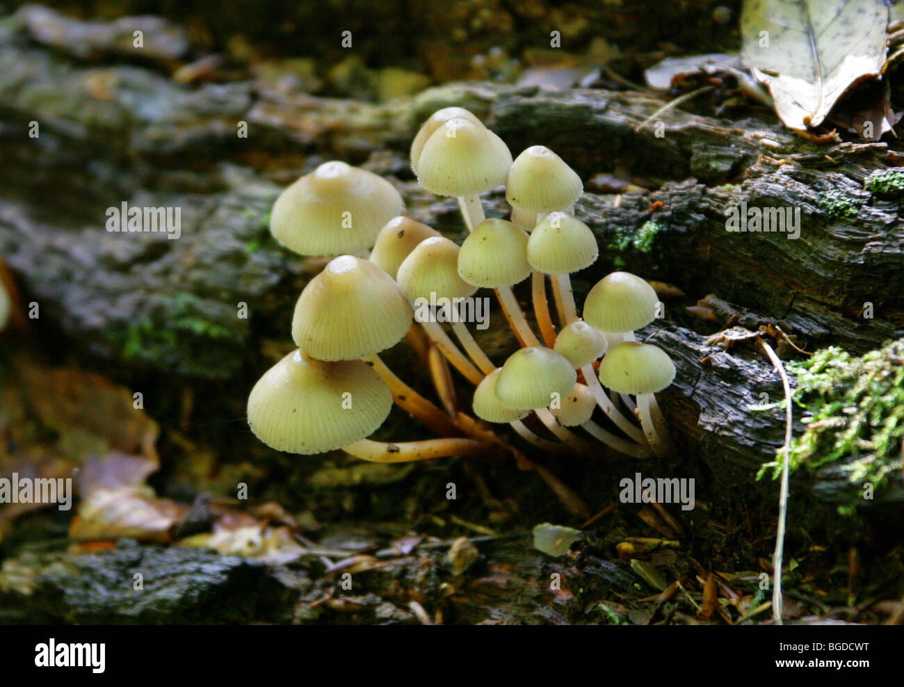 Yellowleg Bonnet, Mycena Epipterygia, Mycenaceae. Pilze und Giftpilze. Stockfoto