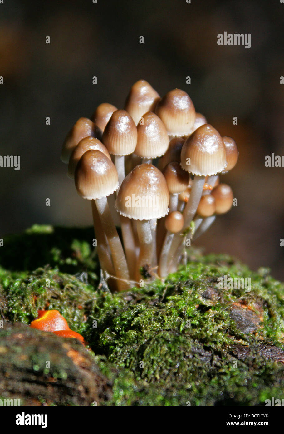 Gruppierte Motorhauben, Mycena Inclinata, Mycenaceae. Pilze und Giftpilze, Pilze. Stockfoto