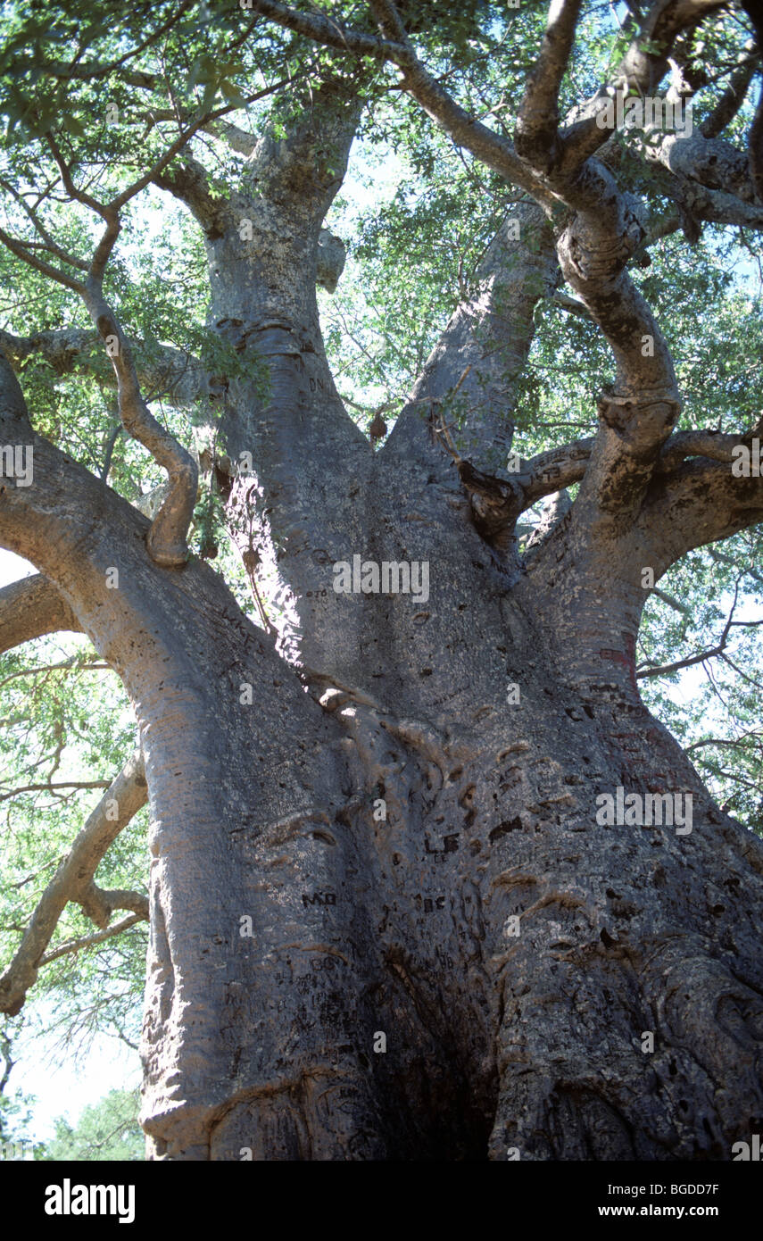 Nachschlagen in den Zweigen des sehr großen Baobab (Affenbrotbäume Digitata) 10 m Umfang, Südafrika Stockfoto