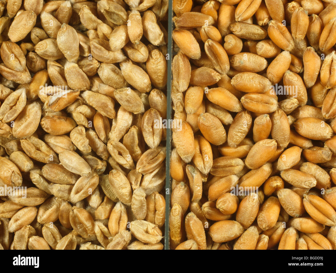 Welke Weizenkorn aus einem erkrankten Ernte im Vergleich zu plump gesundes Saatgut Stockfoto