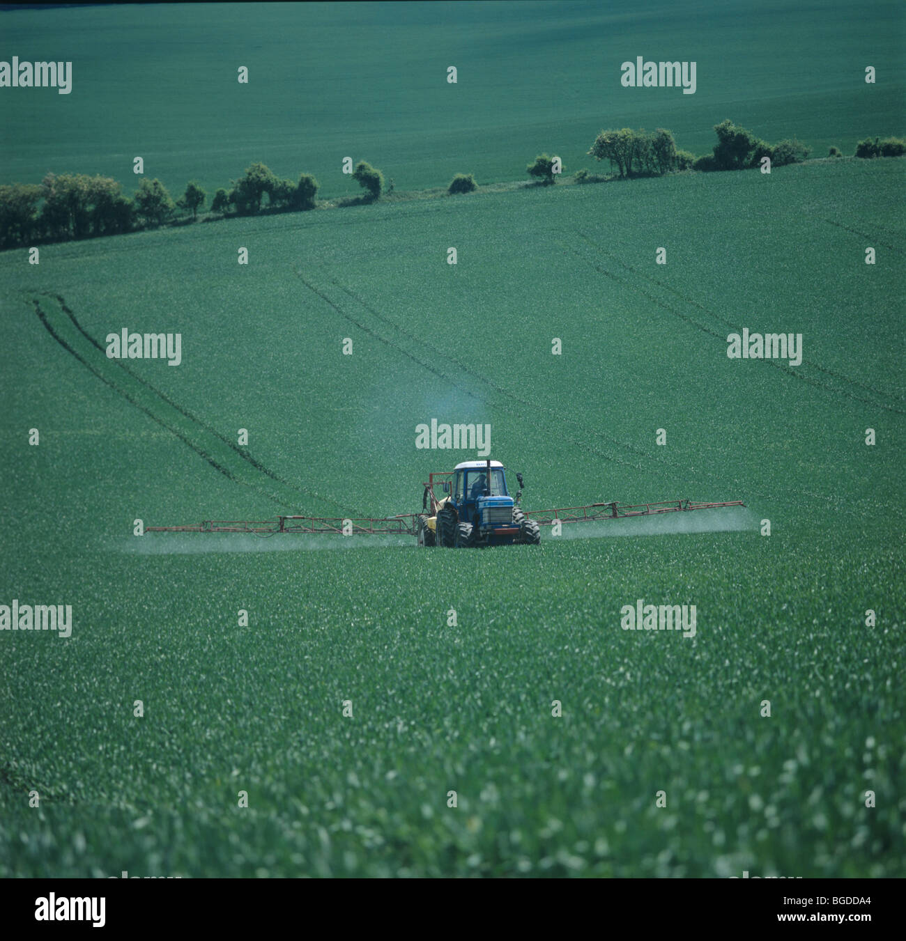 Ford Traktor mit gezogenen Spritze Spritzen eine Weizenernte in Flagleaf Stadium Stockfoto