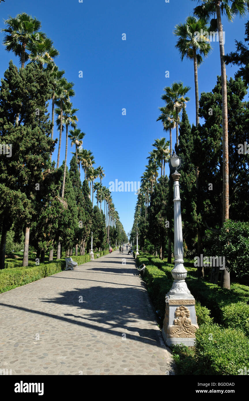 Palm-Baum-Gasse am Ramsar, Mazandaran, Iran, Asien Stockfoto