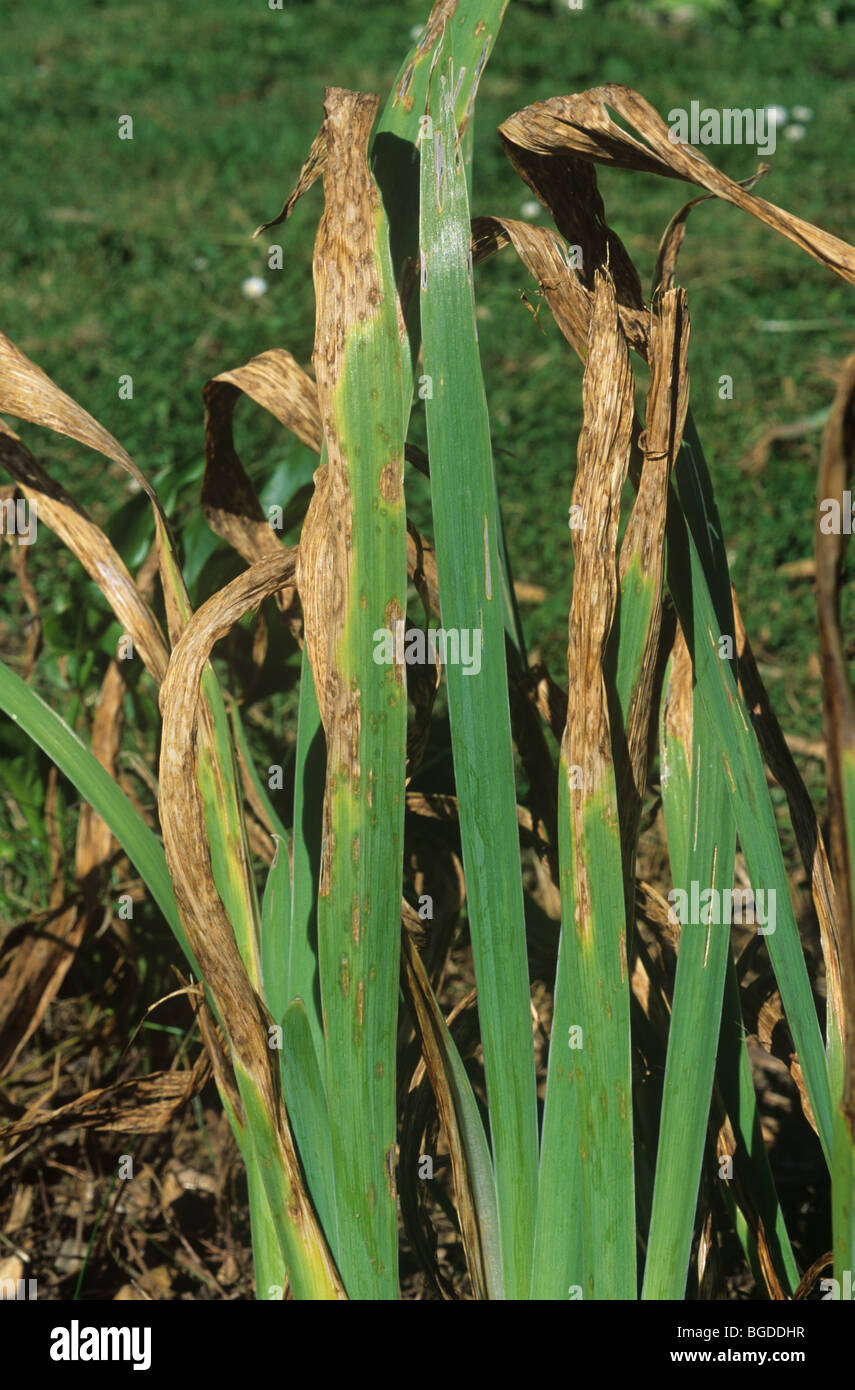 Iris Krankheit Stockfotos und bilder Kaufen Alamy