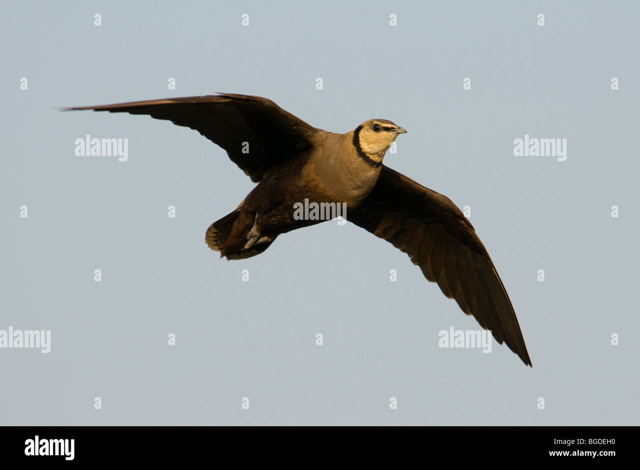 Gelb-throated Sand Grouse Pterocles Gutturalis im Flug, Katavi-Nationalpark, Tansania Stockfoto