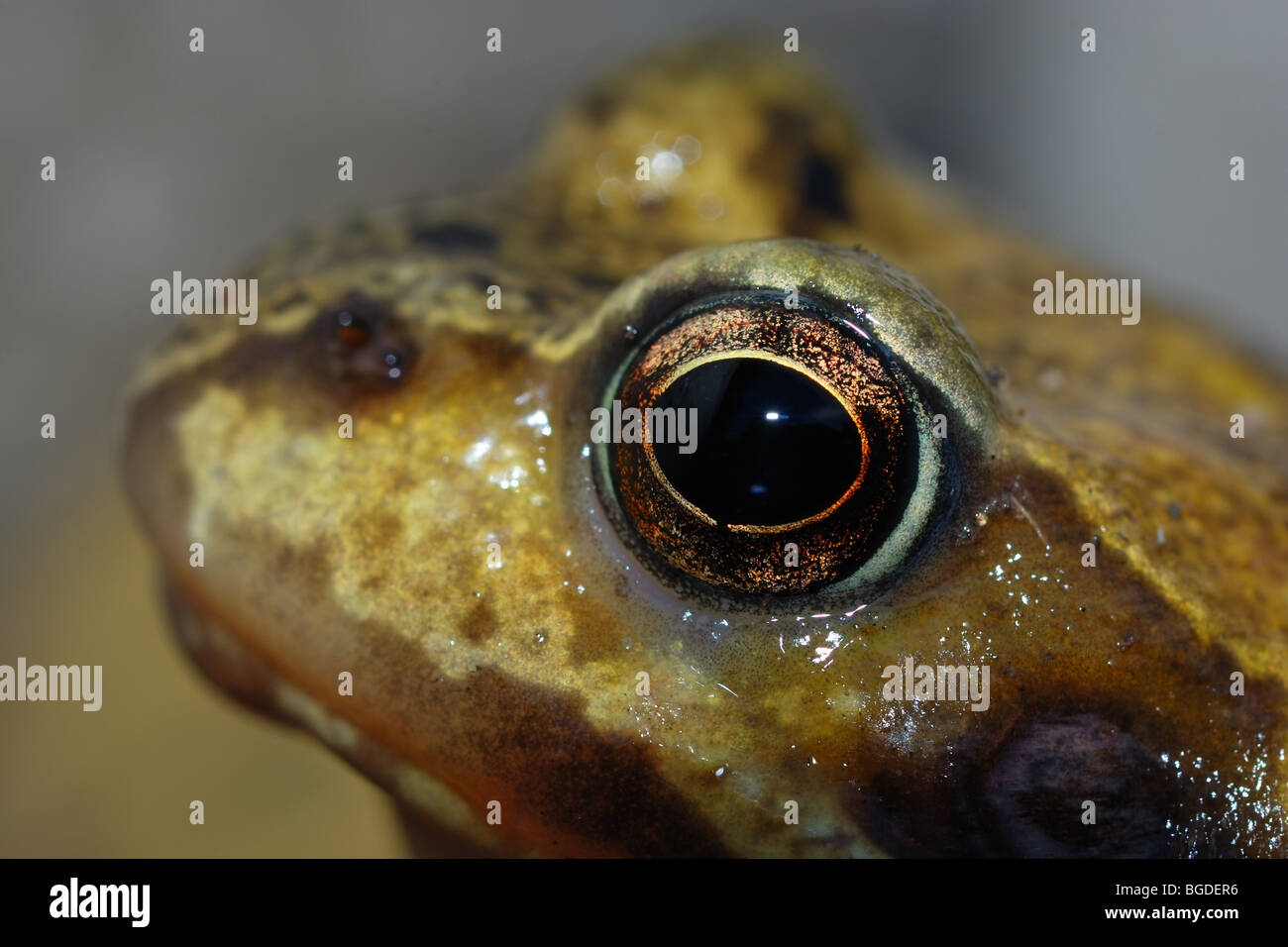 Britische Grasfrosch, Nahaufnahme des Auges Stockfoto