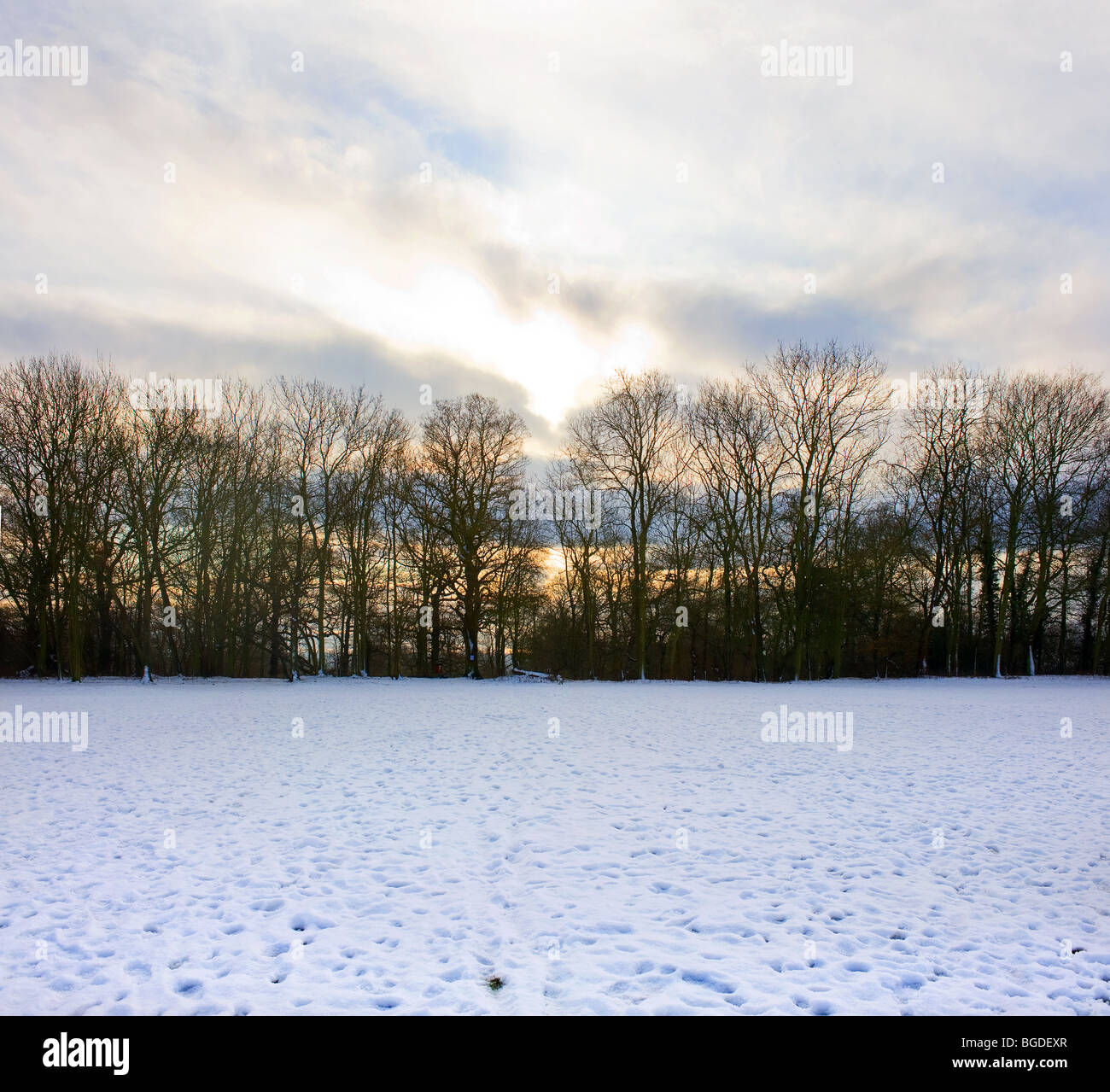 Schnee in Coombe Holz in Essex Stockfoto