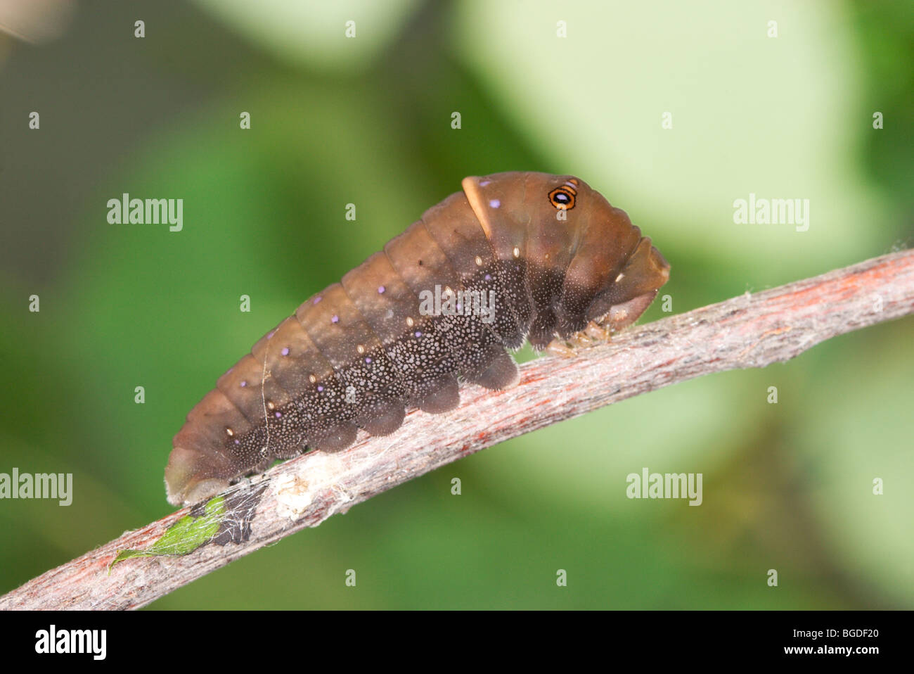 Western Tiger Schwalbenschwanz-Raupe oder Larve Stockfoto